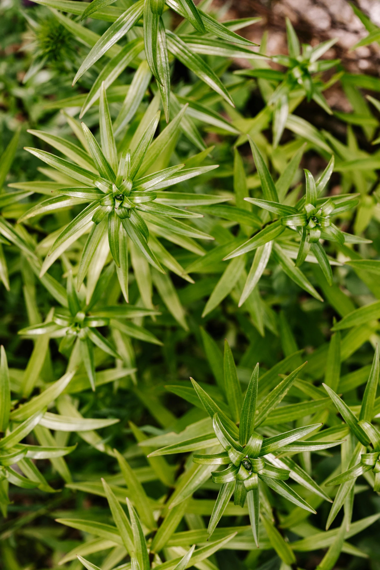 a close up of a plant with green leaves, tiny stars, tufted softly, high symmetry, vanilla