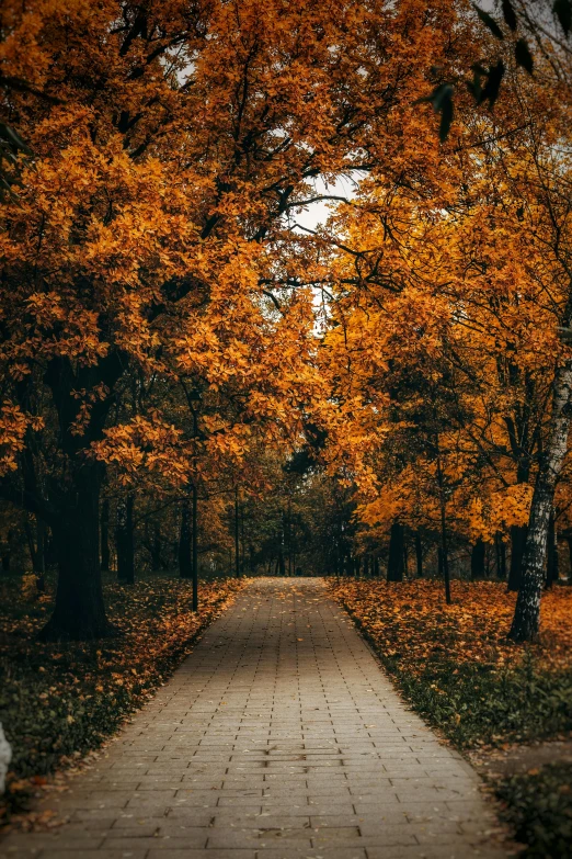 a tree lined path in the middle of a park, by Antoni Brodowski, unsplash contest winner, realism, autum, today\'s featured photograph 4k, ocher, thumbnail