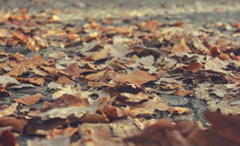 a bunch of leaves laying on the ground, an album cover, pexels, visual art, muted brown, fall-winter 2015-2016, low dof, rectangle