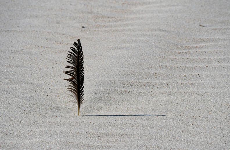 a feather that is sitting in the sand, a minimalist painting, unsplash contest winner, land art, songlines, strong shadow, scott radke, take off