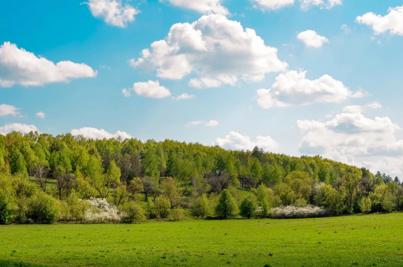 a herd of cattle grazing on a lush green field, by Andries Stock, pexels contest winner, lush pastoral woodland scene, panorama view of the sky, lower saxony, cottagecore