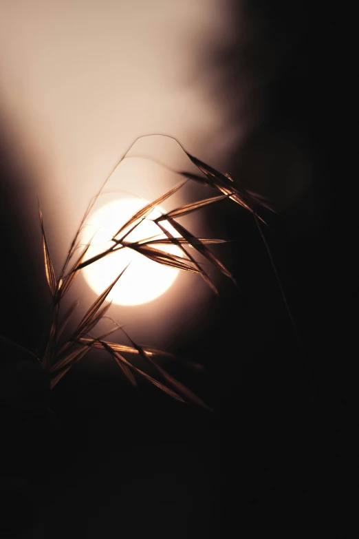 a close up of a plant with the sun in the background, an album cover, by Jan Rustem, art photography, atmospheric full moon, straw, dramatic lighting - n 9, summer night