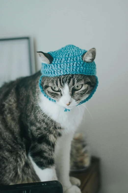 a gray and white cat wearing a blue crocheted hat, an album cover, unsplash, with teal clothes, ((blue)), homemade, hats