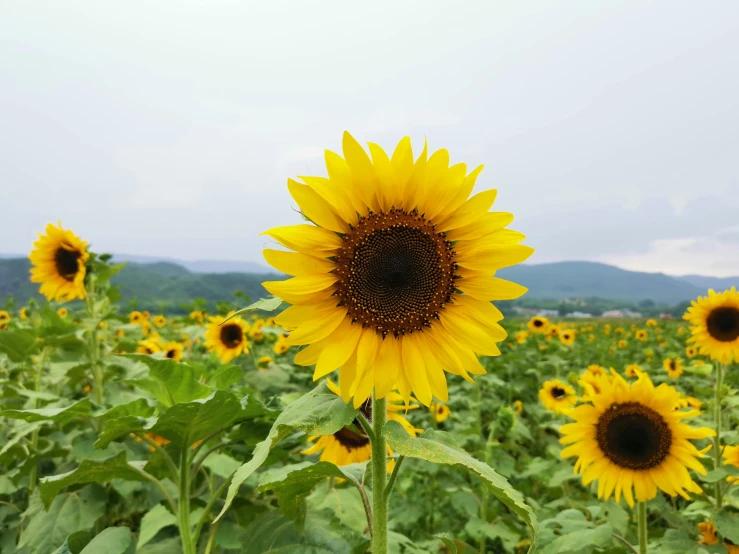 a field of sunflowers with mountains in the background, pexels contest winner, hyperrealism, grey, single, a single, yellow and greens