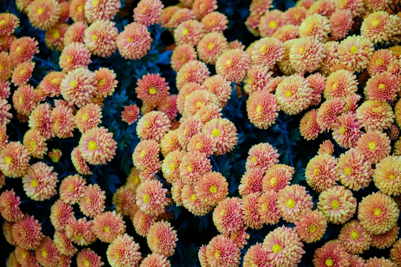 a close up of a bunch of orange flowers, by Jan Rustem, pexels, sōsaku hanga, pink yellow flowers, fairy circles, detailed color scan, фото девушка курит