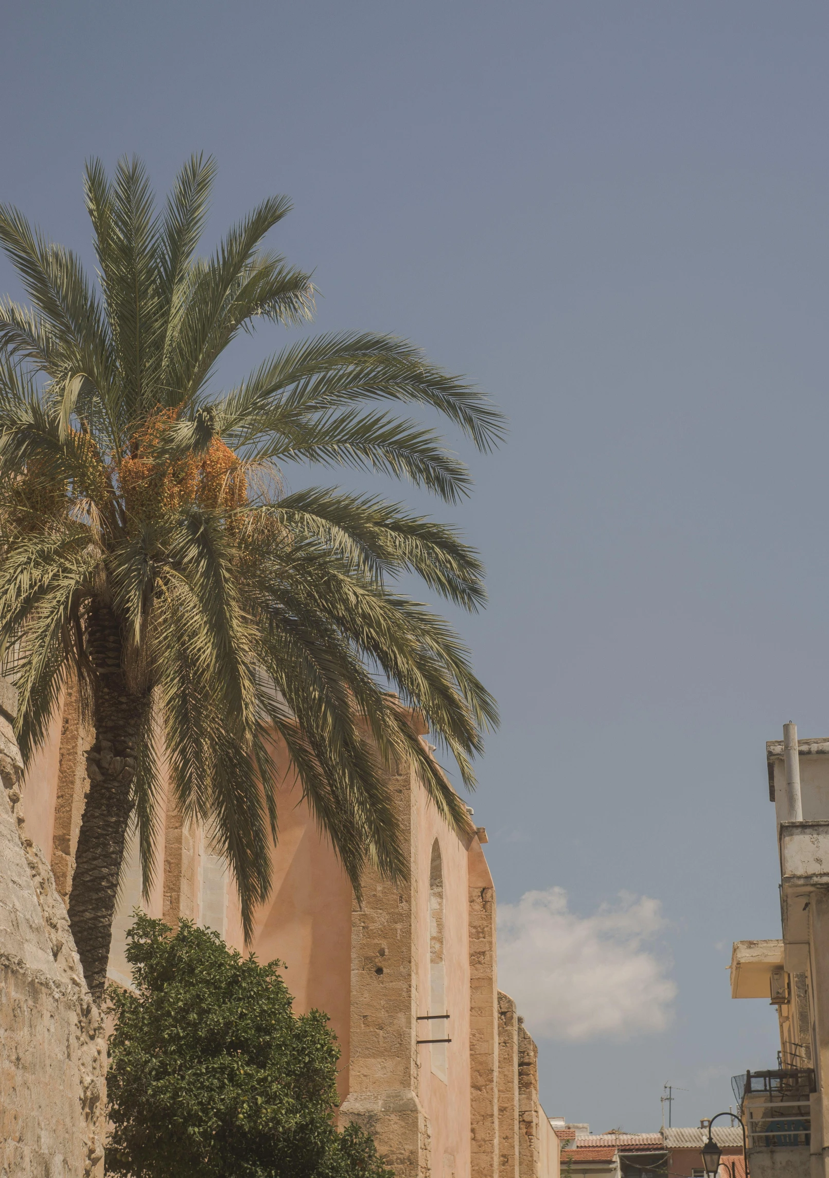 a palm tree sitting in the middle of a street, inspired by Ricardo Bofill, trending on unsplash, baroque, panorama of crooked ancient city, grain”, color”