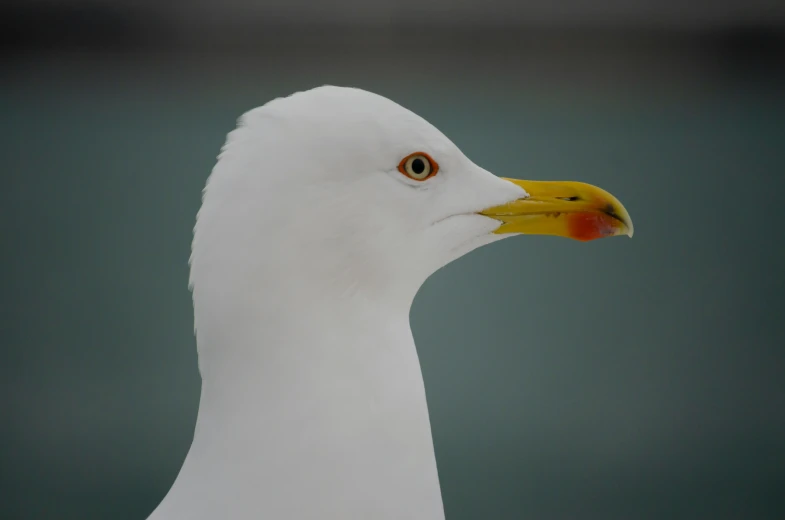 a close up of a white bird with a yellow beak, pexels contest winner, maryport, seen from the side, pale head, geometrically realistic