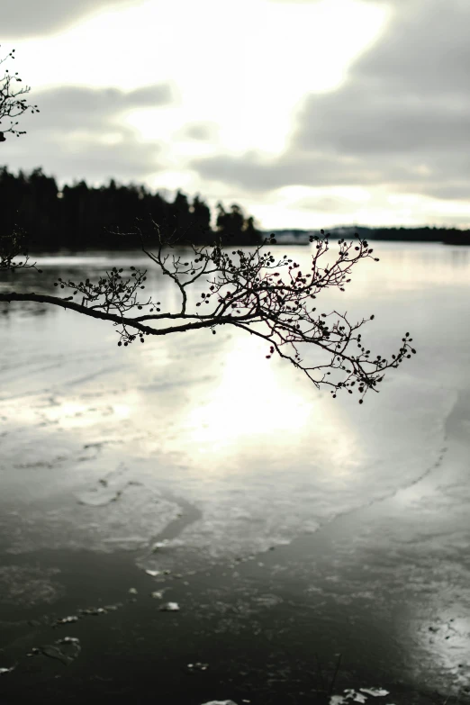 a black and white photo of a lake, inspired by Jaakko Mattila, with red berries and icicles, on a branch, calm evening, in muted colours