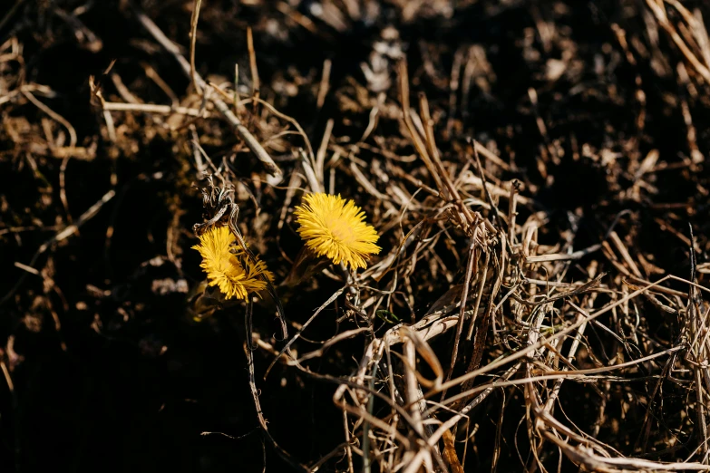 a couple of yellow flowers sitting on top of a dry grass field, by Attila Meszlenyi, unsplash, shot on sony a 7, ignant, warm sunshine, dandelion