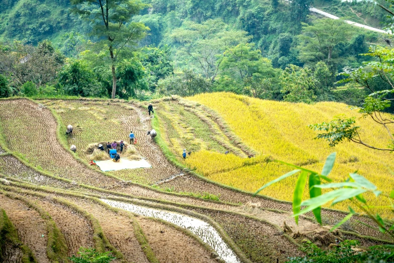 a group of people working in a rice field, a photo, avatar image