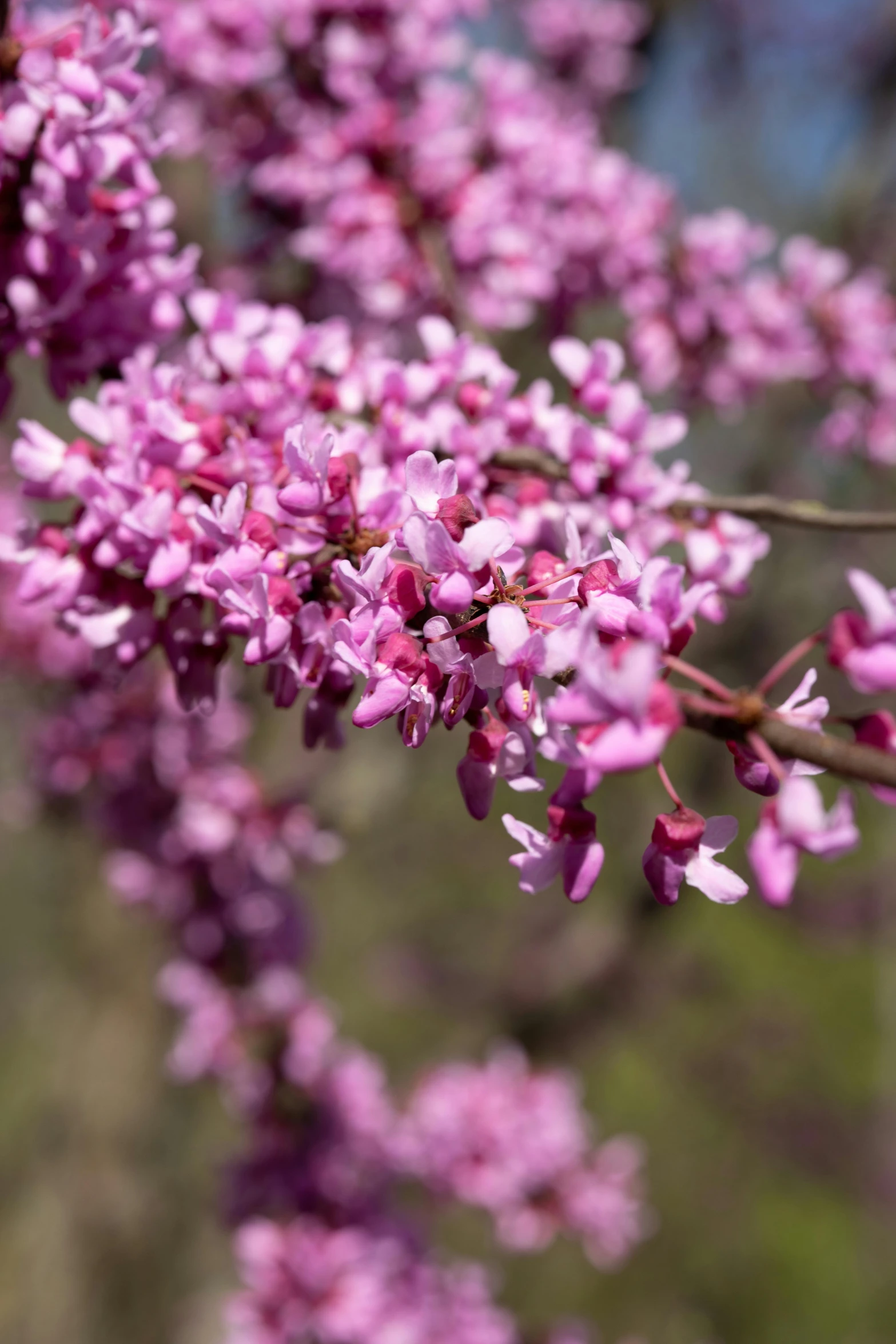 a close up of some pink flowers on a tree, maroon, pink arches, paul barson, lilac