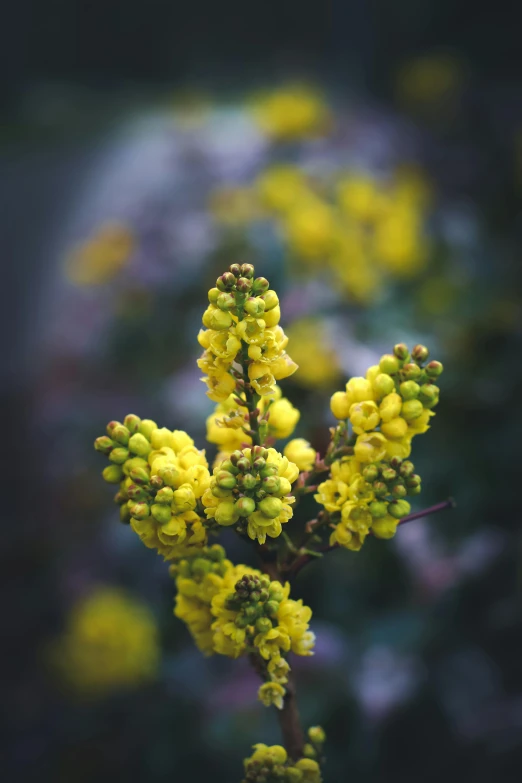 a close up of a plant with yellow flowers, a macro photograph, unsplash, paul barson, “berries, flowering buds, a high angle shot