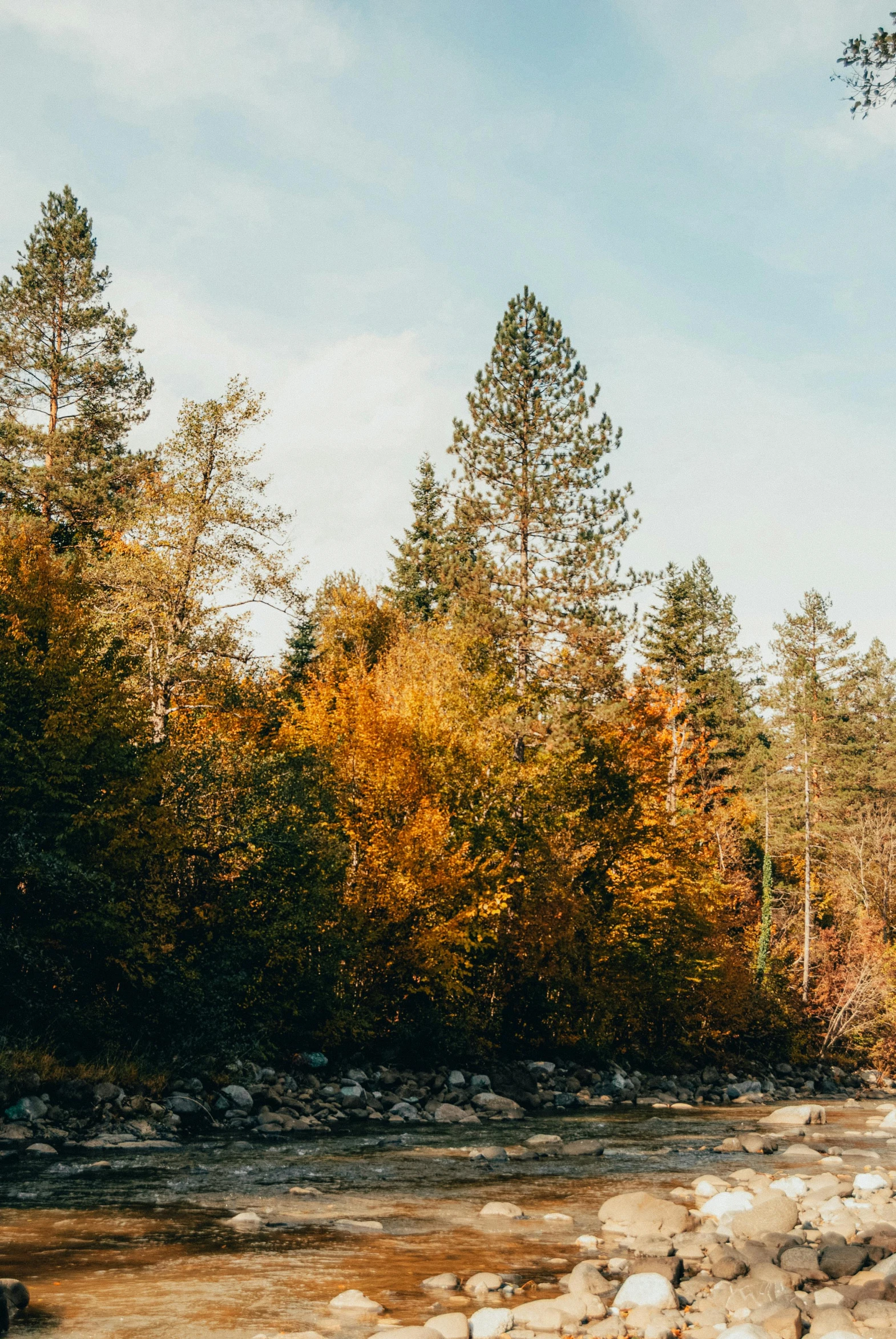 a river running through a forest filled with lots of trees, trending on unsplash, hudson river school, golden colors, tall pine trees, central california, trees with lots of leaves