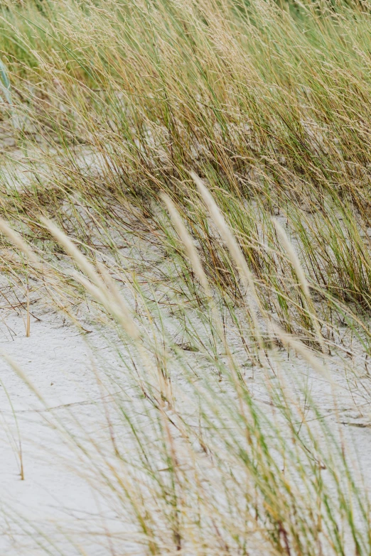 a giraffe standing on top of a lush green field, an album cover, by Linda Sutton, unsplash, conceptual art, white sand beach, reeds, loosely cropped, tumbleweed