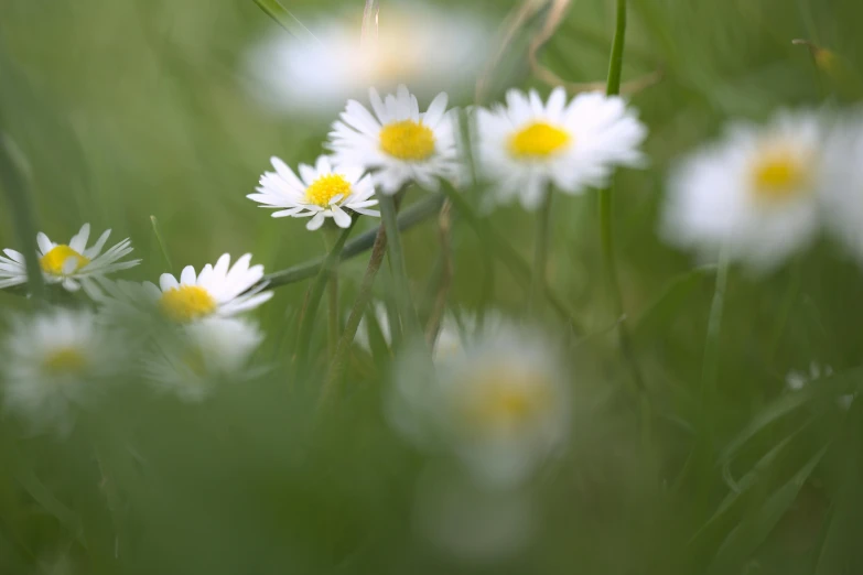 a bunch of white and yellow flowers in a field, a macro photograph, by Peter Churcher, unsplash, photorealism, medium format. soft light, paul barson, hiding in grass, soft light - n 9