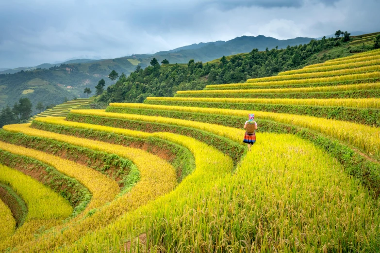 a person walking in the middle of a rice field, by Dan Content, trending on unsplash, terraced, ao dai, colorful”, avatar image