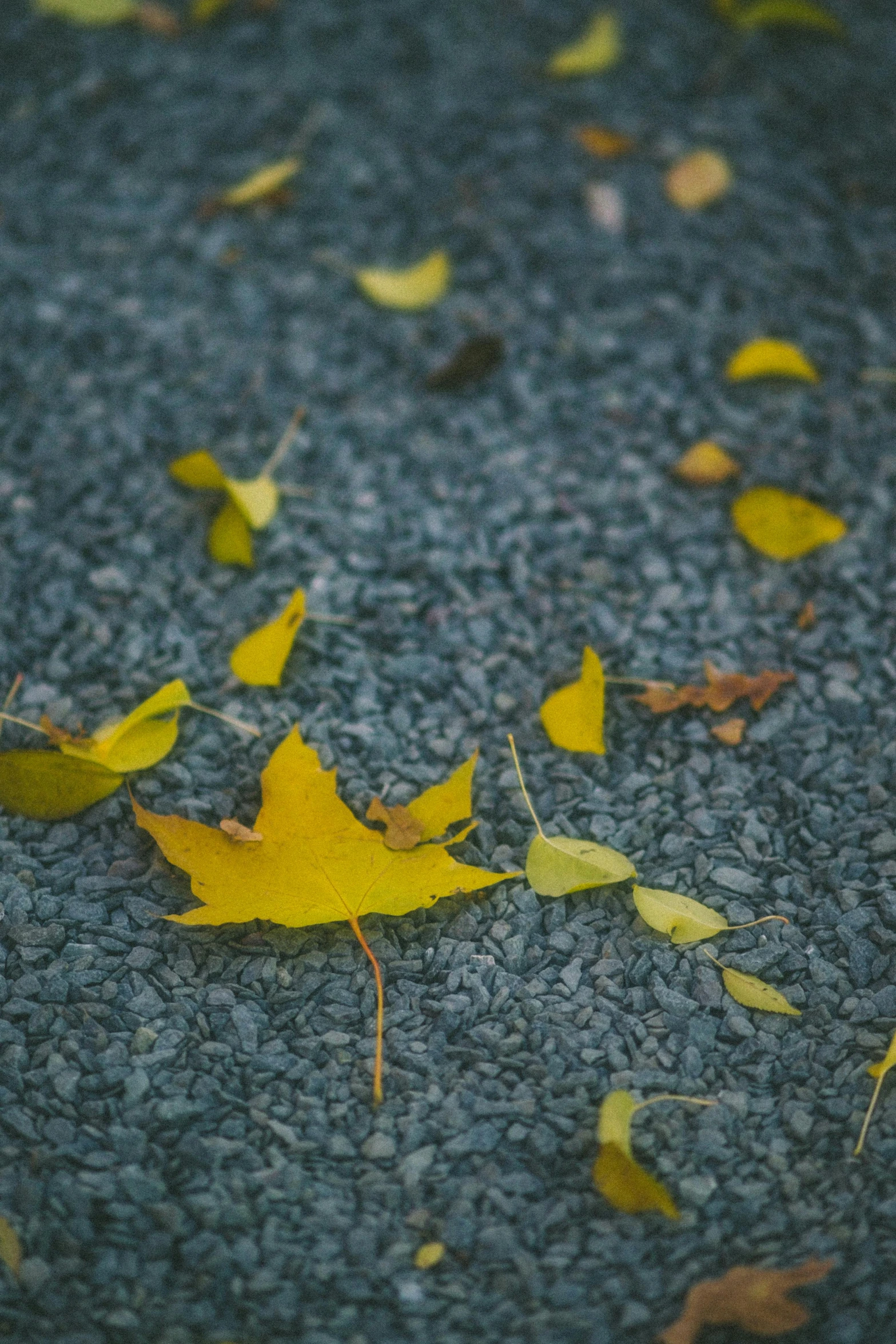 a bunch of yellow leaves laying on the ground, by Sven Erixson, unsplash contest winner, postminimalism, slate, 15081959 21121991 01012000 4k