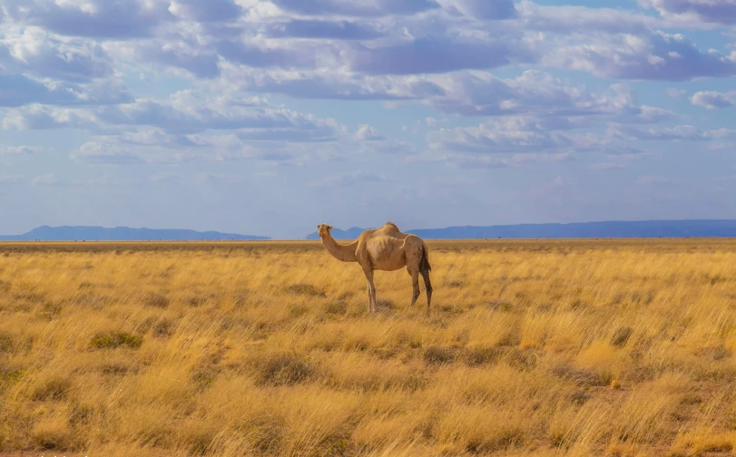 a camel standing on top of a dry grass field, by Peter Churcher, unsplash contest winner, hurufiyya, vast expanse, tribal yurta, 🤠 using a 🖥, flat wastelands