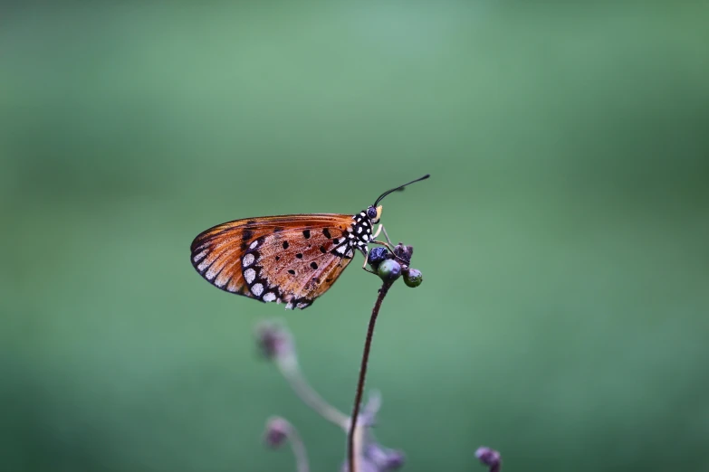 a close up of a butterfly on a flower, by Basuki Abdullah, pexels contest winner, hurufiyya, minimalist, low quality photo, low angle 8k hd nature photo, a photograph of a rusty