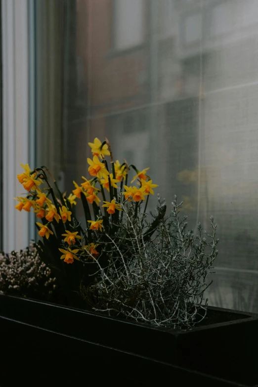 a vase filled with yellow flowers sitting on a window sill, unsplash, modernism, lush brooklyn urban landscaping, against a winter garden, daffodils, moody dim lighting