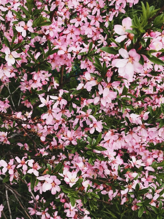 a bush of pink flowers with green leaves, an album cover, trending on unsplash, seasons!! : 🌸 ☀ 🍂 ❄, 2 5 6 x 2 5 6 pixels, manuka, persephone in spring