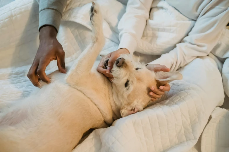 a person laying in bed with a dog, pexels contest winner, beige, thumbnail, touching, 1 2 9 7