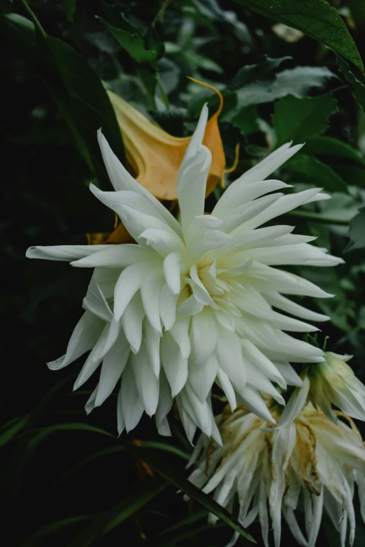 a close up of a flower on a plant, inspired by Edwin Dickinson, hurufiyya, with a long white, queen of the night, intense albino, bells