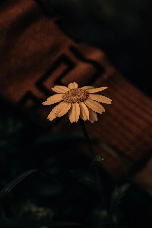 a yellow flower sitting on top of a green plant, a picture, inspired by Elsa Bleda, trending on pexels, aestheticism, brown clothes, dark dance photography aesthetic, chamomile, night mood