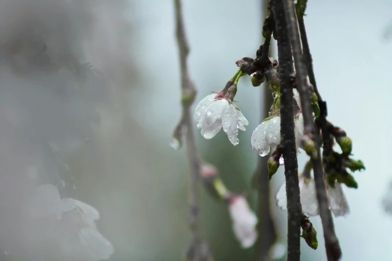a close up of a bunch of flowers on a tree, an album cover, unsplash, delicate rain, paul barson, background image