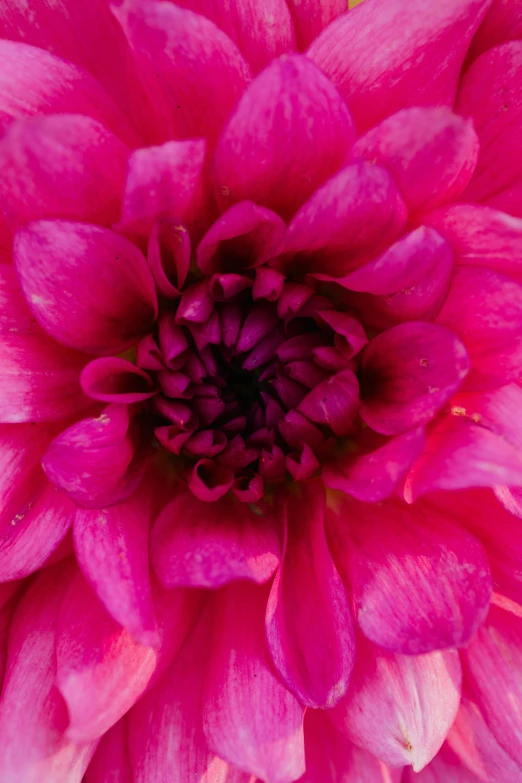 a close up view of a pink flower, award - winning crisp details ”, rich deep pink, engineered, glazed