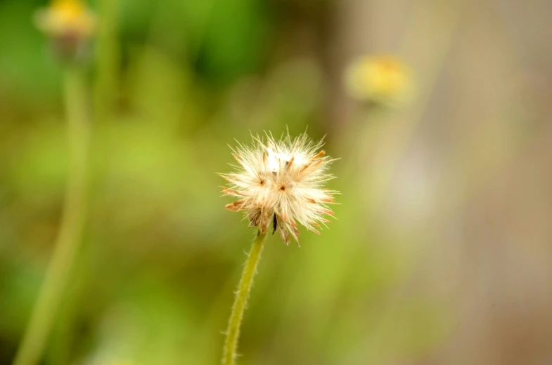 a close up of a flower with a blurry background, a macro photograph, by David Simpson, unsplash, hurufiyya, weed cutie mark, wild vegetation, brown, detailed photo 8 k