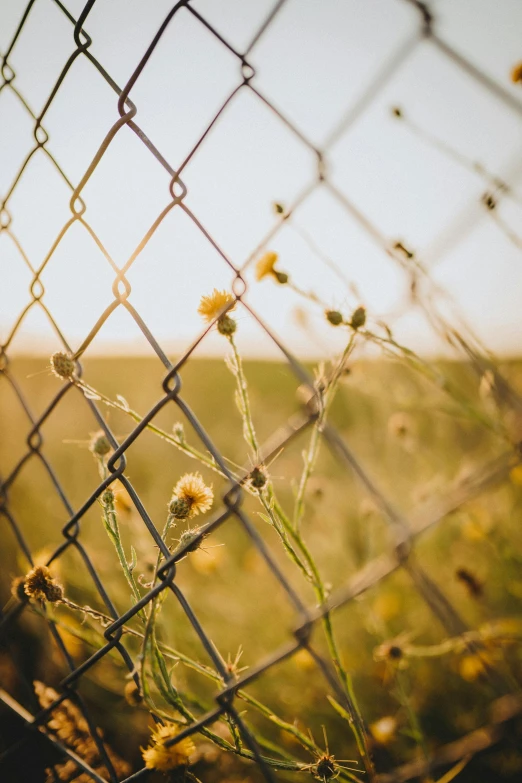 the sun is setting behind a chain link fence, inspired by Elsa Bleda, field with grass and flowers, concerned, zoomed in, trending on vsco