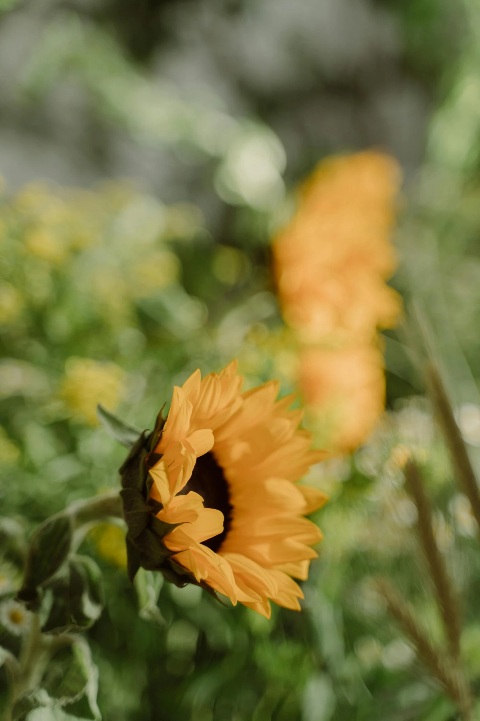 a couple of yellow flowers sitting on top of a lush green field, unsplash, photorealism, orange yellow ethereal, colors : yellow sunflowers, film color photography, color image