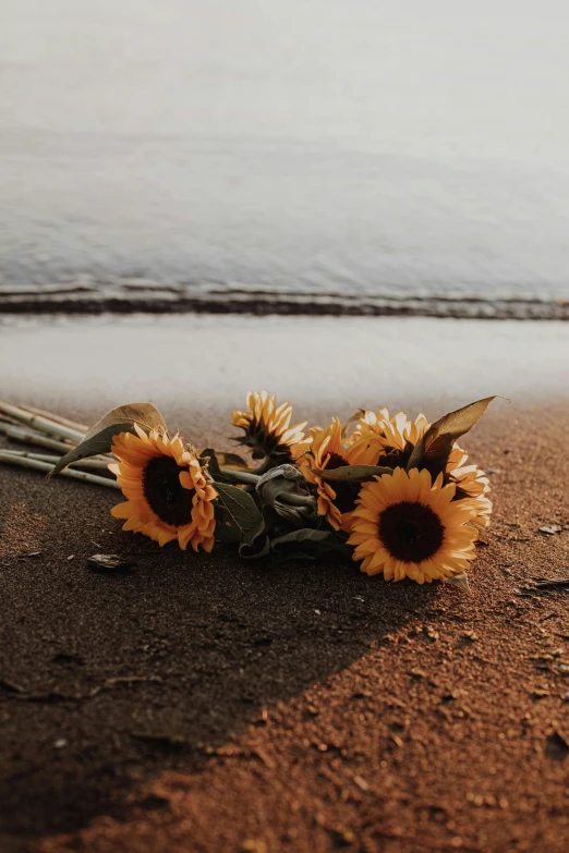 a bunch of sunflowers sitting on top of a sandy beach, heartbroken, laying down, profile pic, in a dark