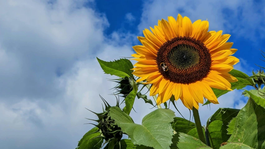 a close up of a sunflower with a blue sky in the background, a photo, by Carey Morris, pexels contest winner, 🌻🎹🎼, profile image, towering over your view, various posed