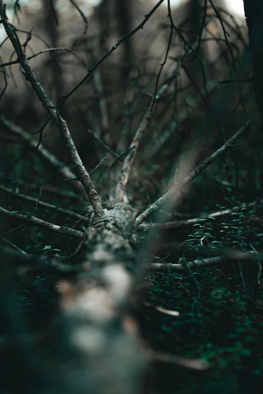 a fallen tree in the middle of a forest, inspired by Elsa Bleda, unsplash contest winner, conceptual art, thorns, creepy macro photo, ((trees))