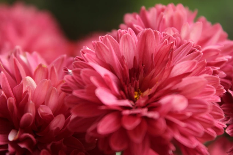 a close up of a bunch of pink flowers, chrysanthemum eos-1d, over-the-shoulder shot, shot on sony a 7, crimson