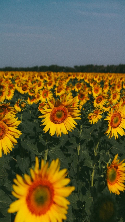 a field of sunflowers on a sunny day, pexels, paul barson, color ektachrome photograph, digital image, ukraine