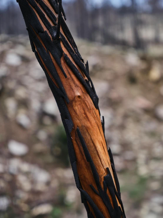 a close up of a burnt tree branch, by Attila Meszlenyi, black and terracotta, destroyed mountains, wooden staff, lpoty