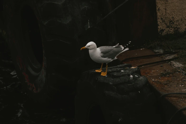 a seagull standing on a rock in the dark, a statue, inspired by Elsa Bleda, pexels contest winner, 🦩🪐🐞👩🏻🦳, yellow beak, high-quality wallpaper, full body made of white feathers