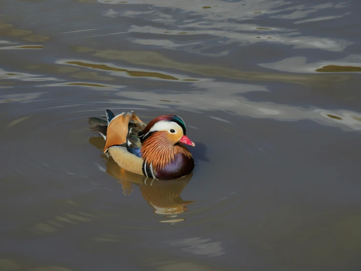 a duck floating on top of a body of water, pexels contest winner, photorealism, multi - coloured, old male, low iso, neoprene