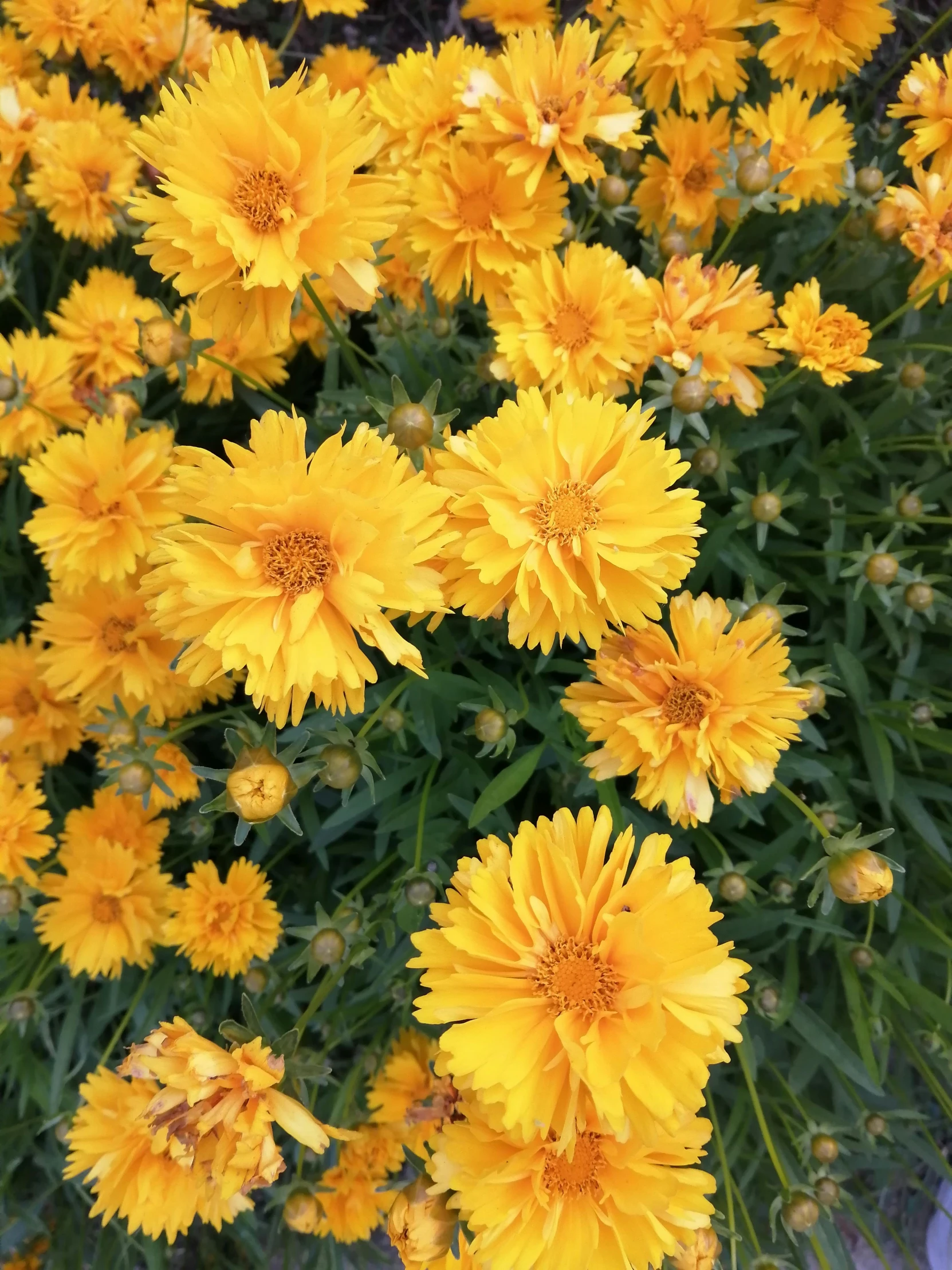 a close up of a bunch of yellow flowers, by Jessie Algie, orange blooming flowers garden, with slight stubble, slightly pixelated, ari aster