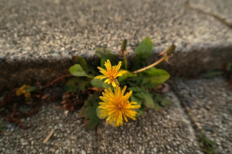 a yellow flower growing out of a crack in concrete, unsplash, dandelions, shot on sony a 7, on sidewalk, 8k photorealism