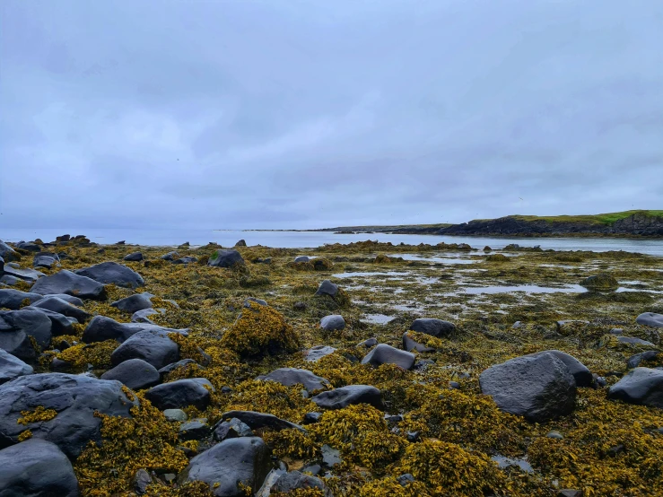 a man standing on top of a rocky beach next to a body of water, yellow seaweed, dark clouds in the distance, kilart, large rocks with thick moss