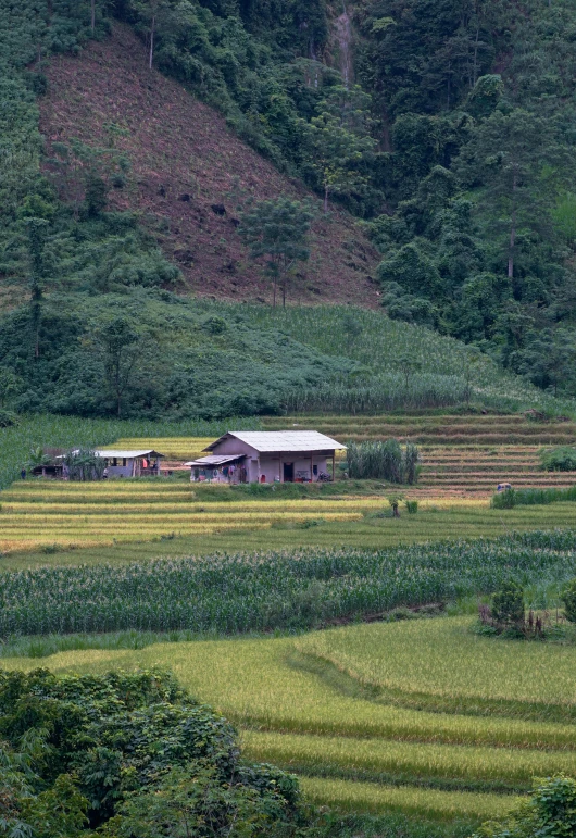 a couple of houses sitting on top of a lush green hillside, inspired by Nam Gye-u, trending on unsplash, sumatraism, 2 5 6 x 2 5 6 pixels, vietnam war, wheat fields, 1999 photograph