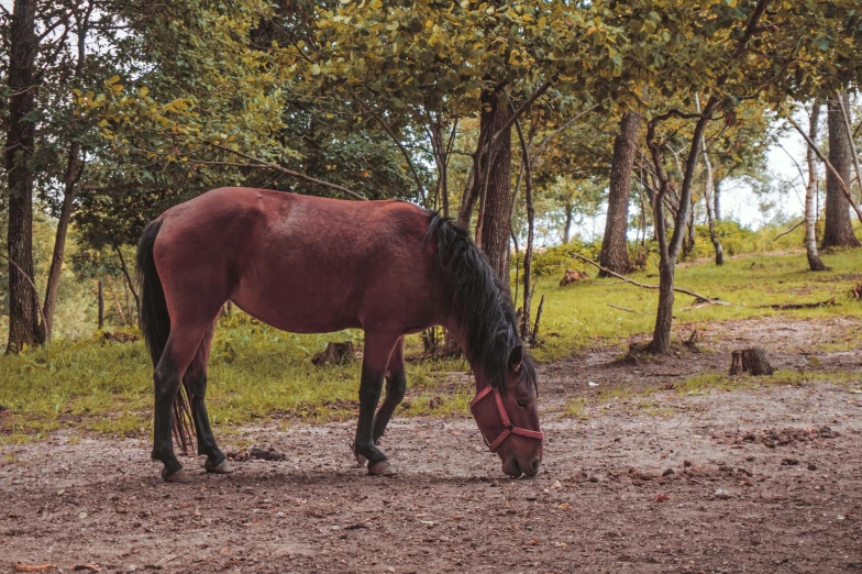 a horse that is standing in the dirt, lush surroundings, 🦩🪐🐞👩🏻🦳, 4 k cinematic photo, indian forest