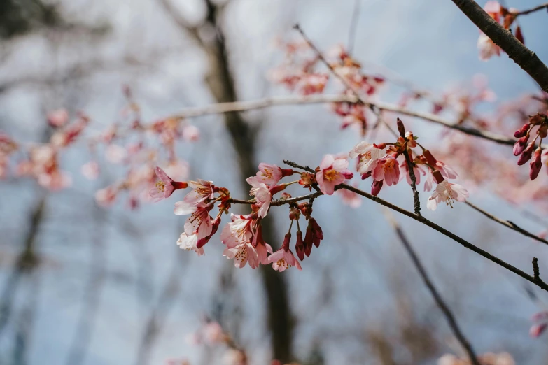 a close up of some pink flowers on a tree, by Carey Morris, trending on unsplash, maple syrup highlights, sakura flower, high quality photo, instagram picture