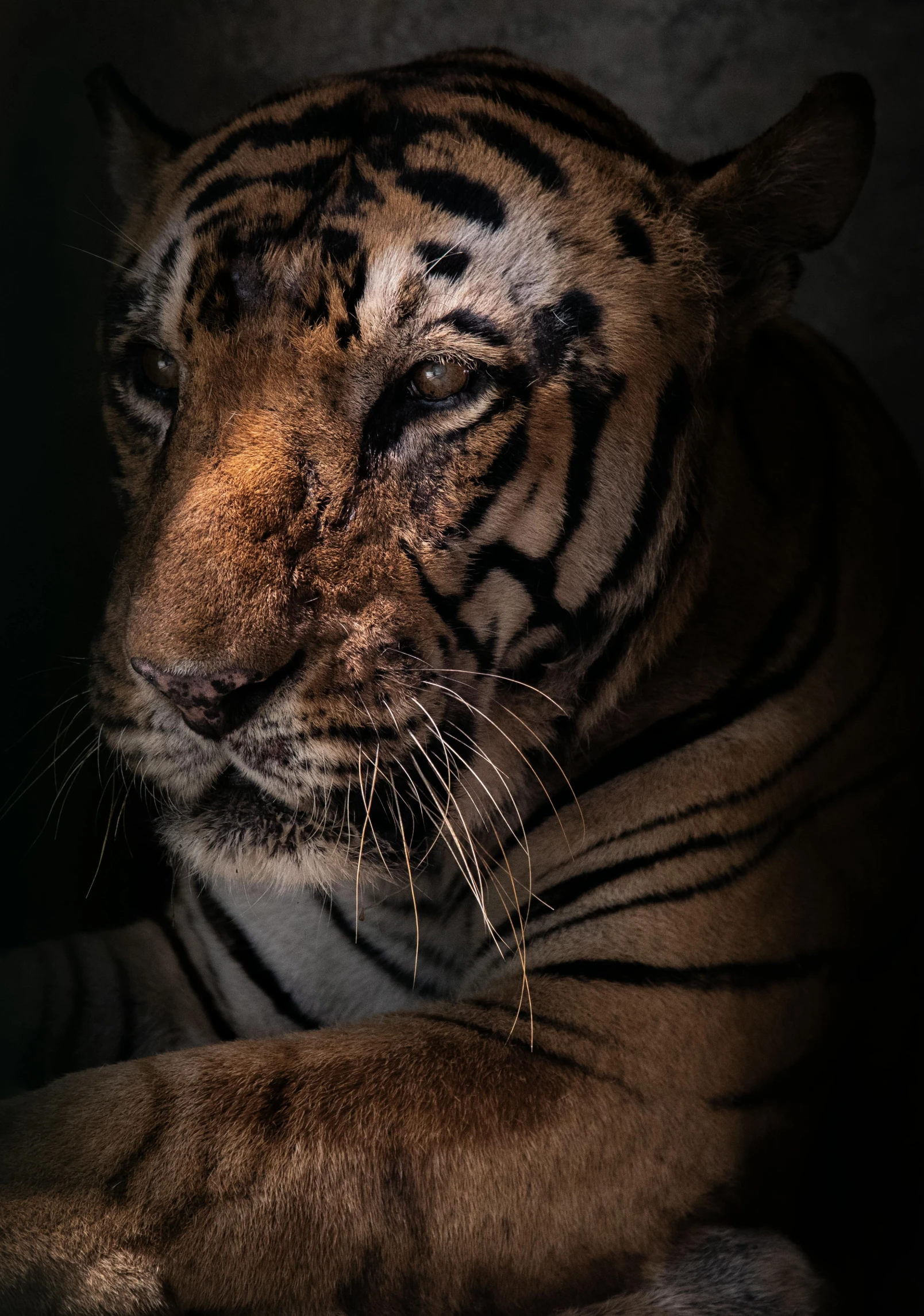 a tiger that is laying down in the dark, a portrait, unsplash contest winner, sumatraism, close-up!!!!!!, aged 2 5, portrait”