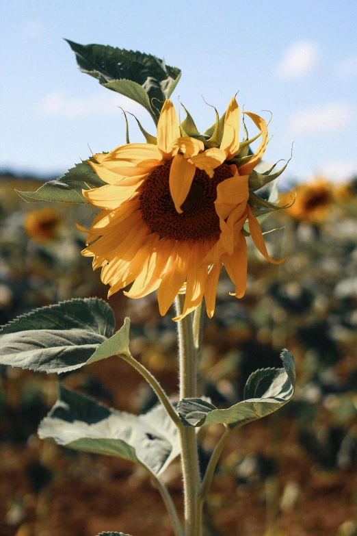 a close up of a sunflower in a field, gold flaked flowers, various sizes, on display, standing