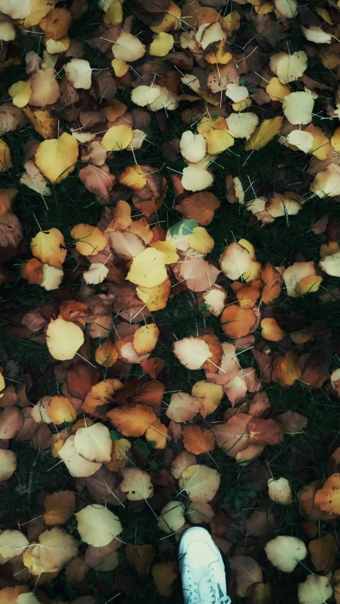 a person standing in a field of leaves, an album cover, inspired by Elsa Bleda, pexels, top down view, yellows and reddish black, made of leaves, lo-fi